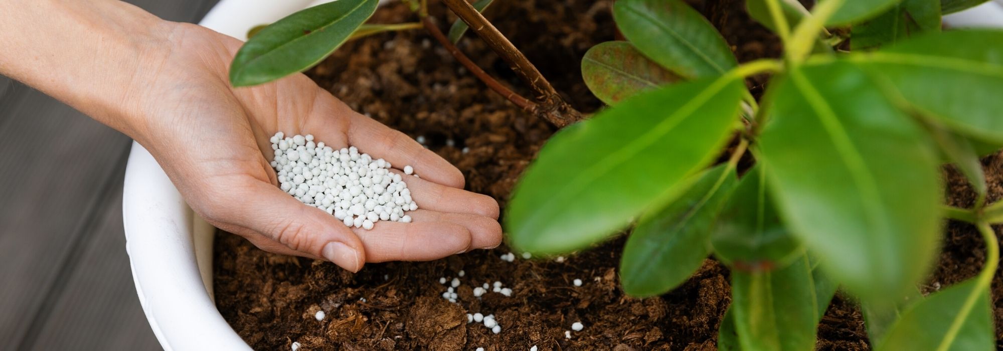 Balcony, terrace and small gardens: potting compost and fertilisers perfect for small spaces
