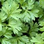 Chervil: sowing, cultivation, harvest