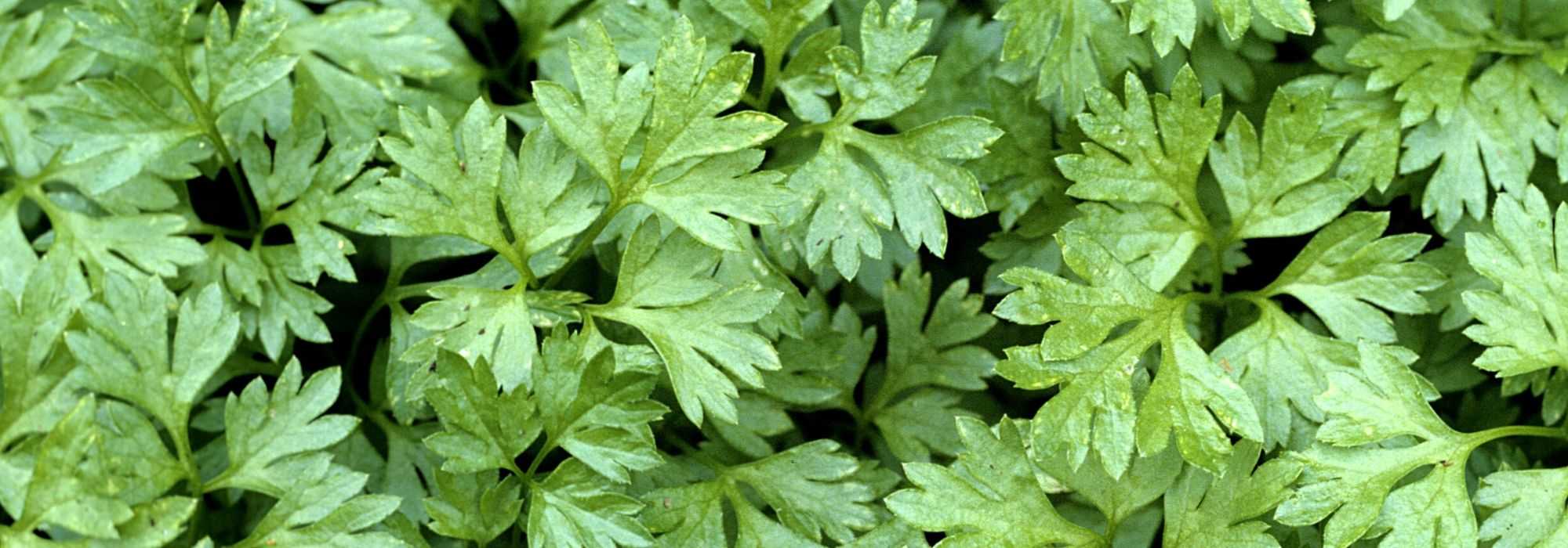 Chervil: sowing, cultivation, harvest