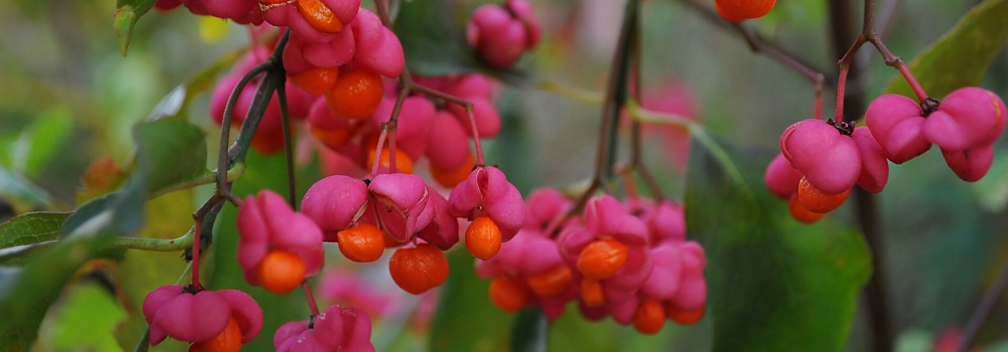 Spindle: which variety to choose?