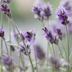 How to dry lavender?