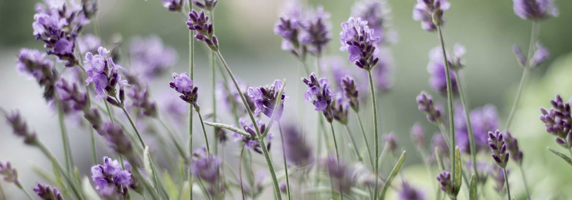 How to dry lavender?