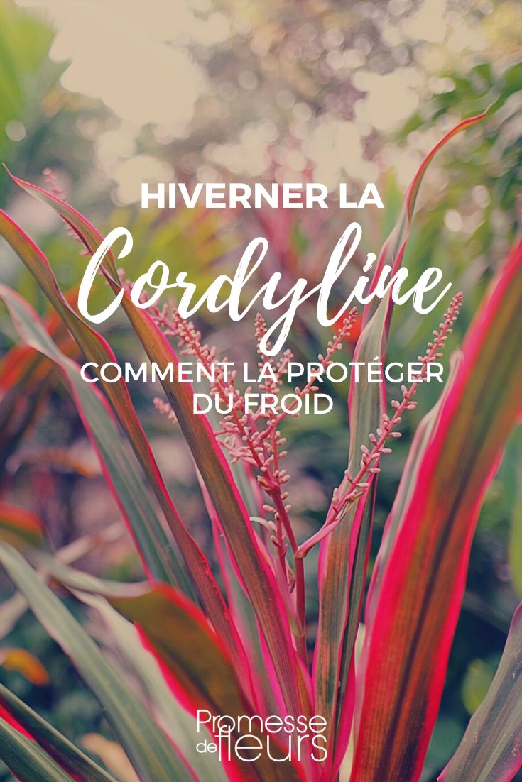 Cordyline: Protecting it from the Cold in Winter