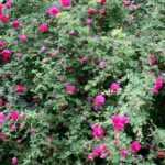 Pruning old garden roses