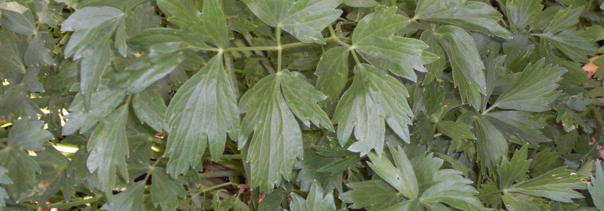 Loveliness, Mountain Celery: sowing, planting, growing