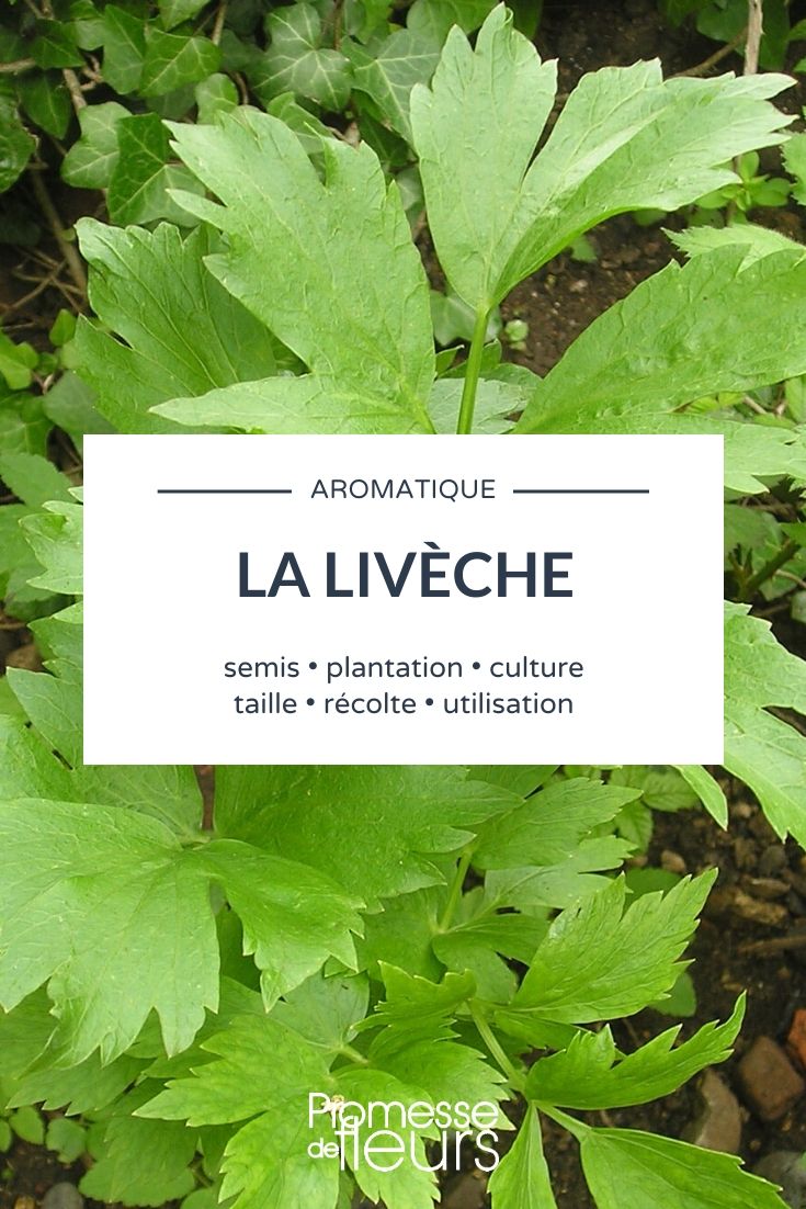 Mountain Bladderseed, Perpetual Celery: Everything You Need to Know