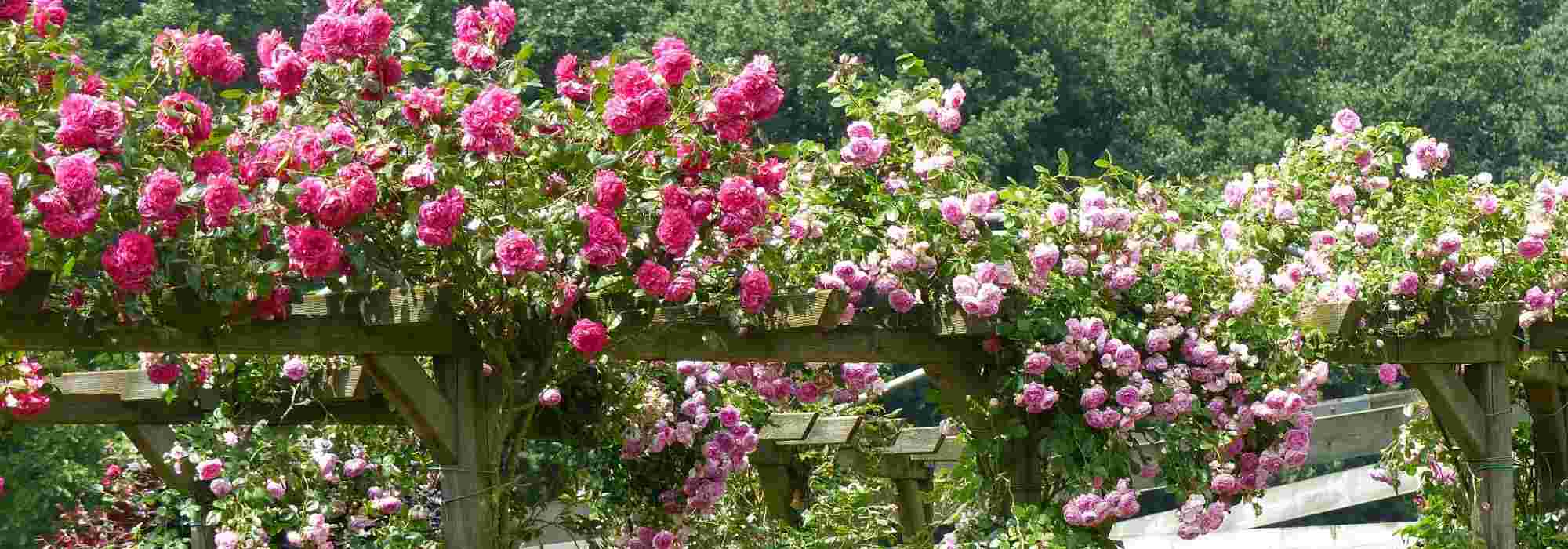 When to prune climbing roses and how to do it properly?