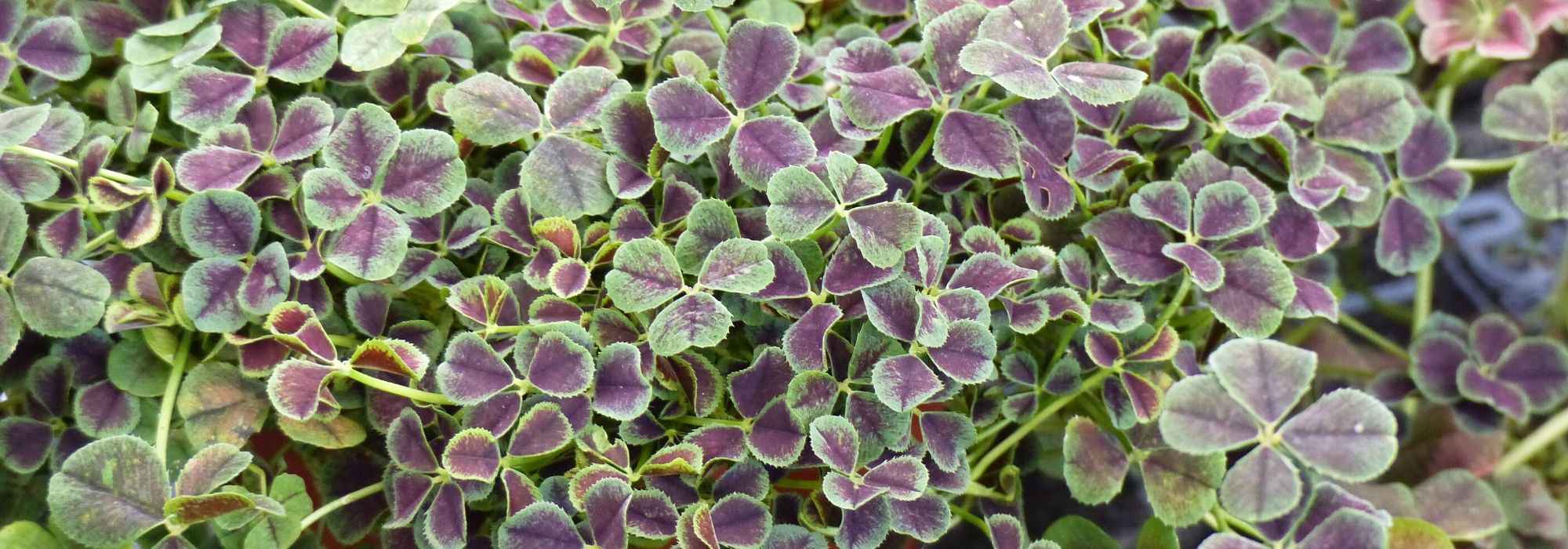Clover, Trifolium: planting, sowing, maintaining