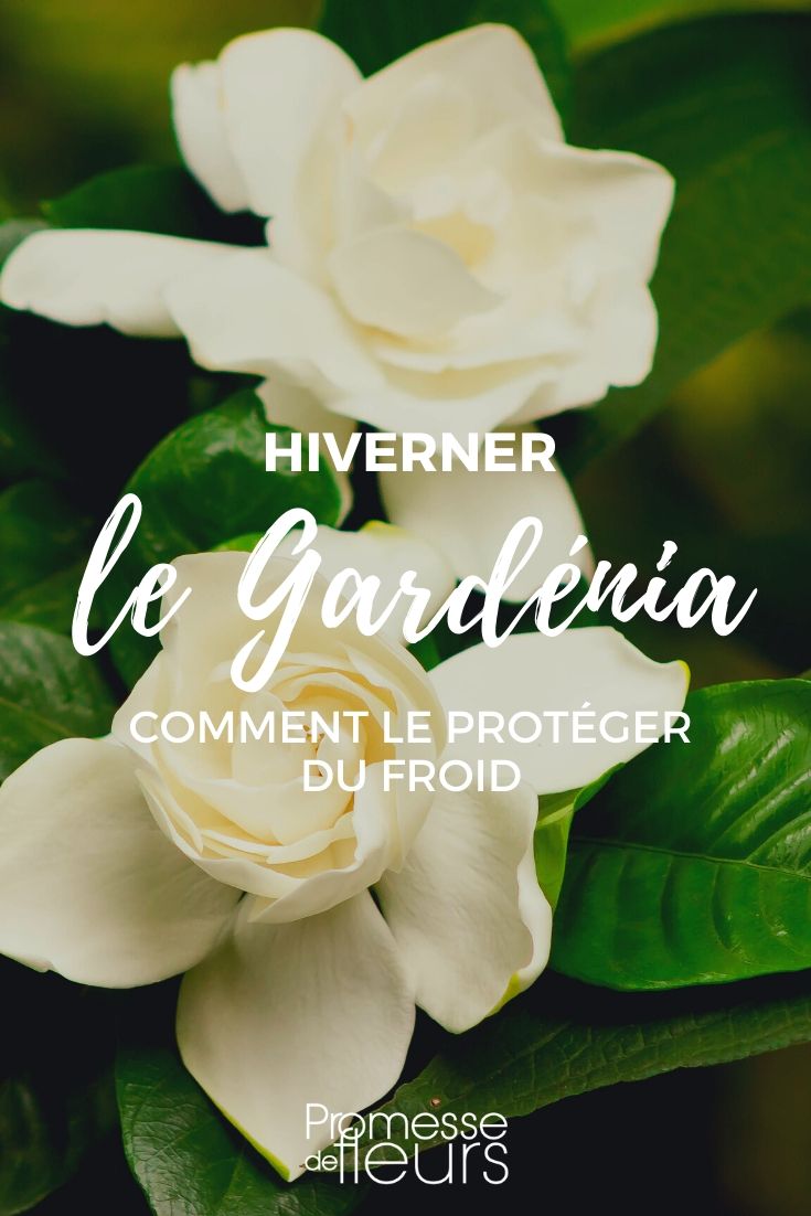 Gardenia: Protecting it from Frost