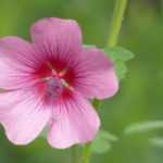 Anisodontea, Cape mallow: planting, care, pruning