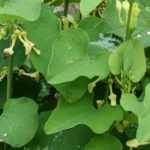 Aristolichia, Dutchman's pipe: planting, growing