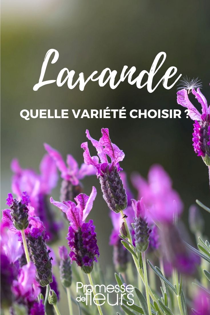 Lavender: Choosing the Right Variety