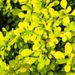 10 bushes with golden-yellow foliage to brighten the garden