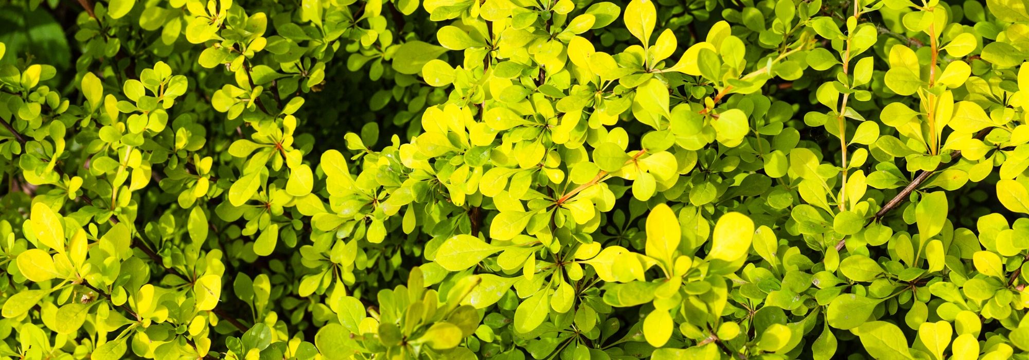 10 bushes with golden-yellow foliage to brighten the garden