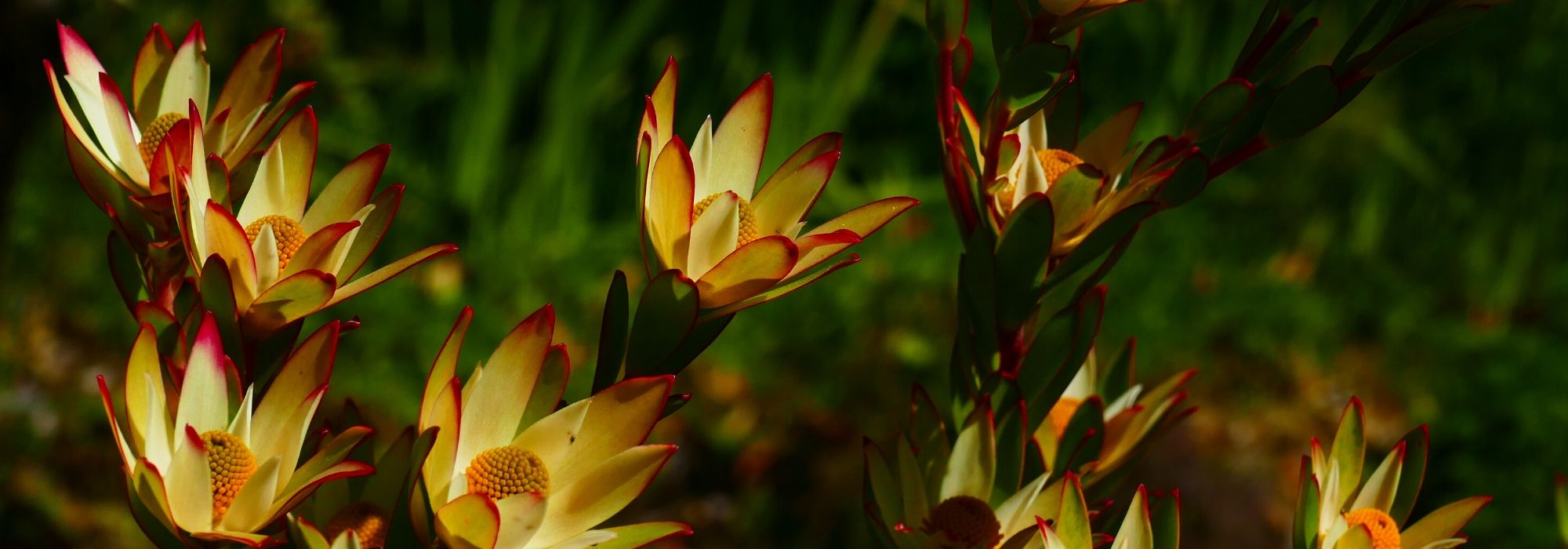 Leucadendron: planting, growing, and care
