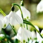 Snowflake, Leucojum: planting, growing and care