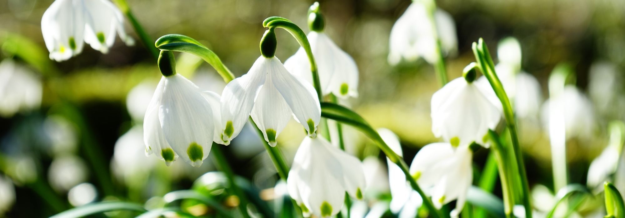 Snowflake, Leucojum: planting, growing and care
