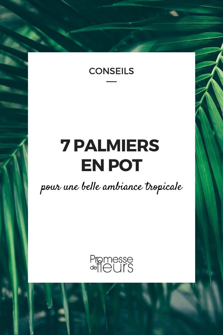 Indoor Palm Trees: Everything You Need to Know