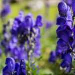 7 toxic plants to know before planting them in the garden