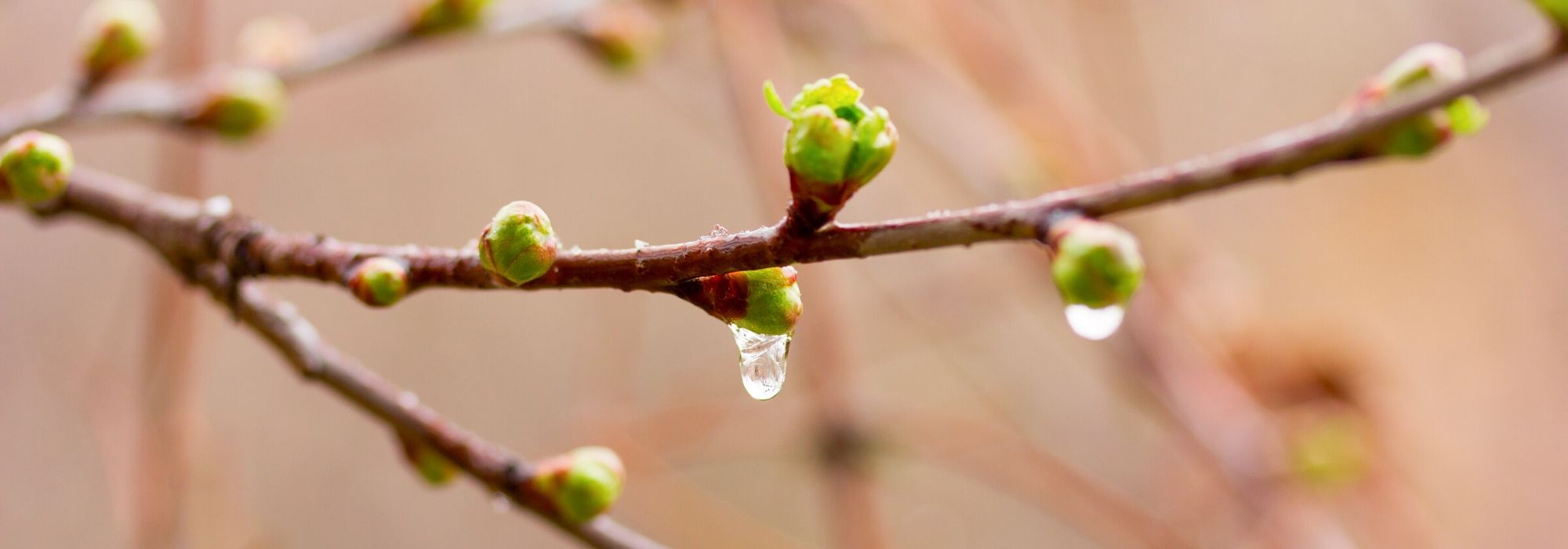 What are phenological indicators?