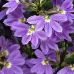 Scaevola: planting, growing