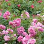 When and how to prune a groundcover rose?