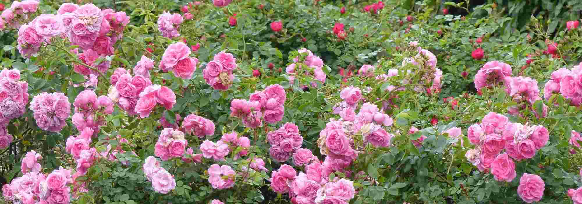 When and how to prune a groundcover rose?