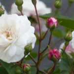 When and how to prune roses in pots?