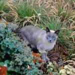 How to keep cats out of the garden? Repellents, plants and other tips