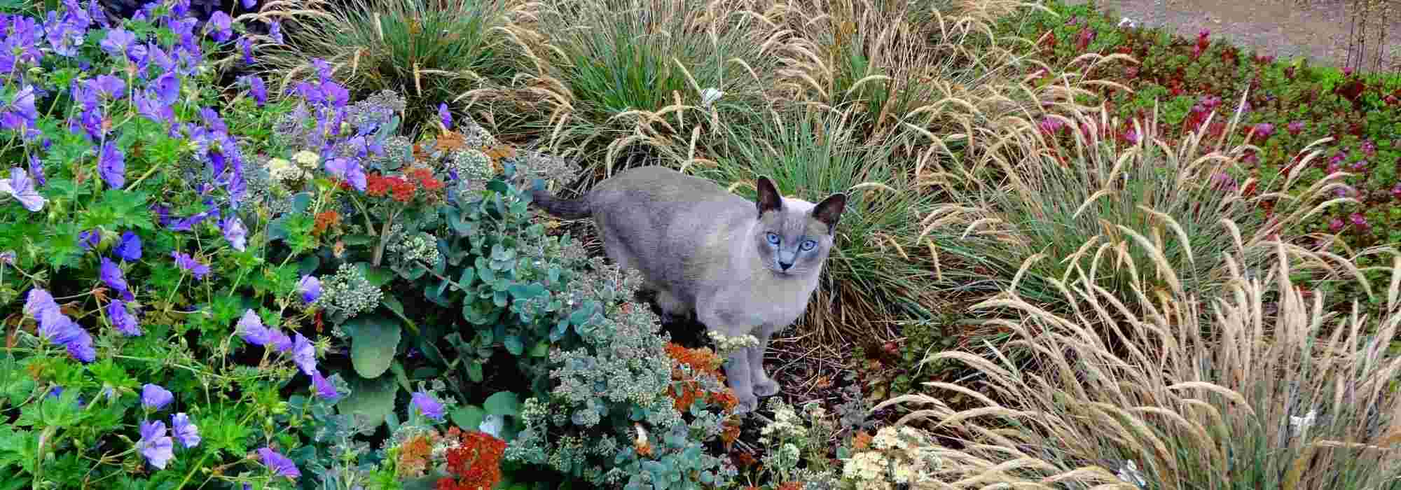 How to keep cats out of the garden? Repellents, plants and other tips