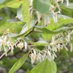 Alangium platanifolium, chinense: planting and growing