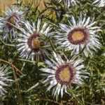 Carline: planting, growing