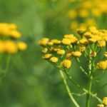 8 repellent plants: they stand guard in the garden!