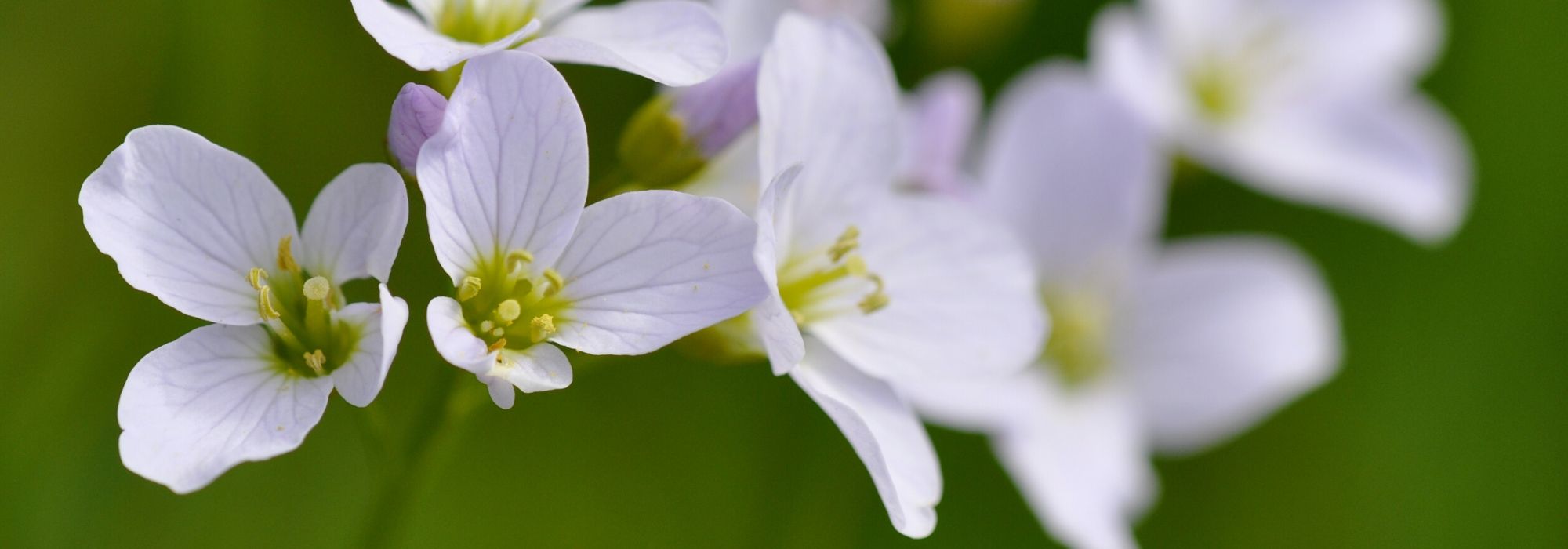 Cardamine: planting, growing