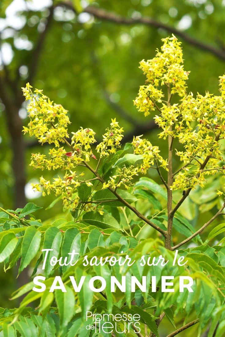 Koelreuteria paniculata: Everything You Need to Know

Koelreuteria paniculata, commonly known as the Golden Rain Tree, is a captivating ornamental tree that brings a spectacular display of yellow flowers and distinctive lantern-like seed pods. Originating from East Asia, this tree has gained popularity in British and Irish gardens due to its adaptability and decorative qualities.

### Characteristics and Growth
Koelreuteria paniculata typically reaches a height of 6 to 8 metres and spreads around 4 to 6 metres. It is renowned for its broad, dome-shaped canopy and its moderately fast growth rate. This tree thrives in full sun and can adapt to a variety of soil types, though it prefers well-drained conditions.

### Seasonal Interest
One of the most striking features of the Golden Rain Tree is its seasonal transformations. In early summer, it produces panicles of bright yellow flowers that are highly attractive to bees and other pollinators. Following the flowering period, the tree bears fruit in the form of papery, lantern-shaped pods that change from green to a warm, golden-brown in autumn, adding further interest.

### Planting and Care
When planting Koelreuteria paniculata, choose a location that receives ample sunlight. It's important to ensure the soil is well-draining to prevent root diseases. Although drought-tolerant once established, regular watering during dry spells will promote healthier growth. Pruning should be done in the dormant season to maintain its shape and remove any damaged or diseased branches.

### Uses in Landscaping
Due to its size and ornamental features, the Golden Rain Tree is an excellent choice for residential gardens and public landscapes. It can be used as a standalone specimen or in groups for larger areas. Its ability to provide shade and its environmental tolerance makes it a practical and aesthetic addition to urban settings.

### Potential Challenges
While Koelreuteria paniculata is generally low-maintenance, it can be susceptible to pests such as aphids and diseases like powdery mildew. Regular monitoring and appropriate treatments can manage these issues effectively.

In conclusion, Koelreuteria paniculata is a versatile and striking tree that can enhance the beauty and biodiversity of your garden. With proper care and placement, it can provide year-round interest and become a cherished part of your landscape.