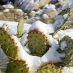 How to protect cacti in winter?