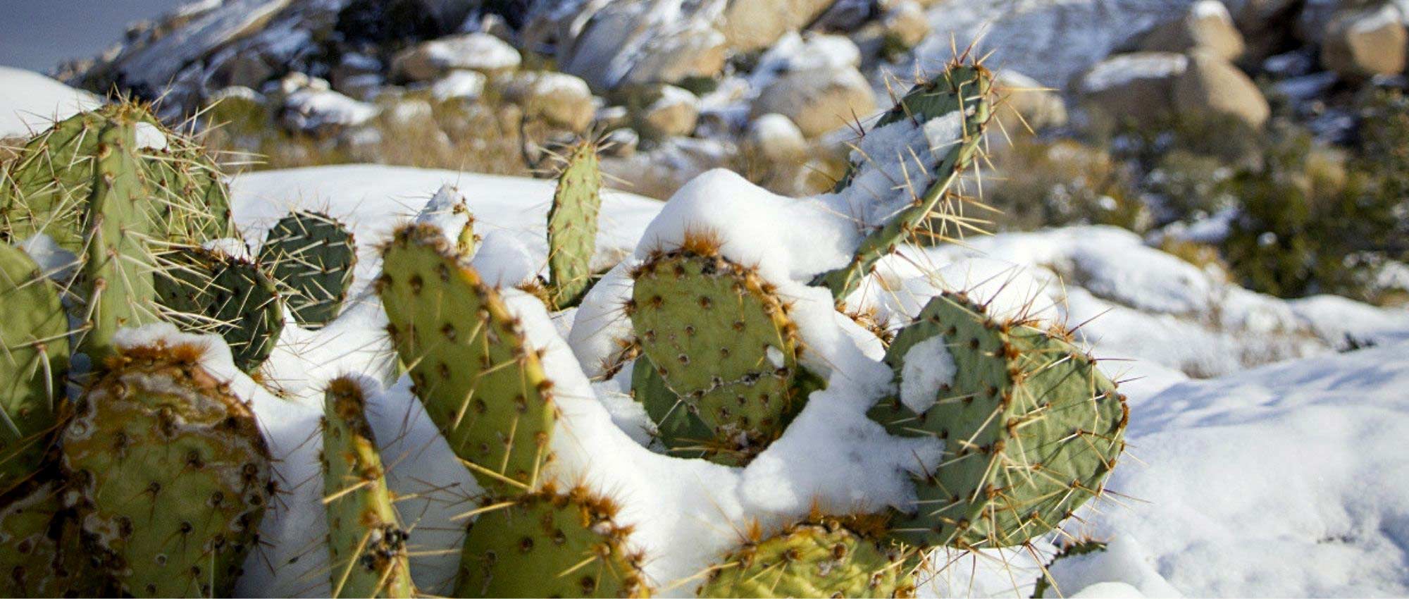 How to protect cacti in winter?