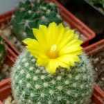 How to plant a cactus in a pot?