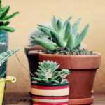 Cacti and indoor succulents: how to grow and care?