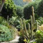 7 iconic cacti and succulent plants