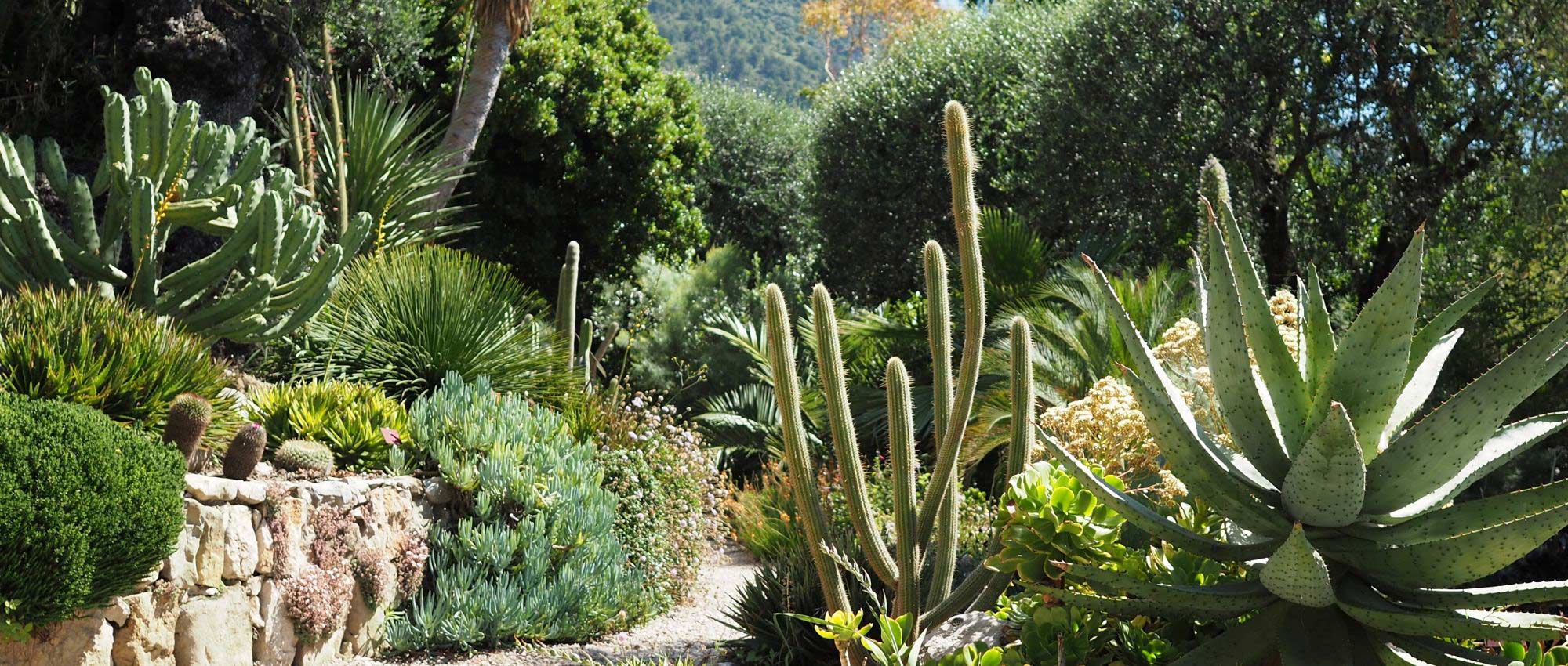 7 iconic cacti and succulent plants