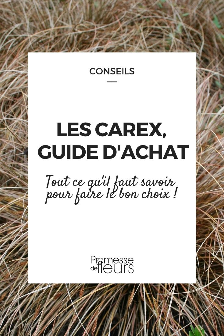 Carex: A Buying Guide