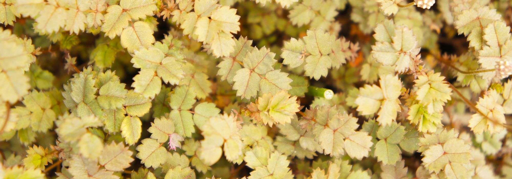 Acaena, New Zealand bur: planting, growing and care