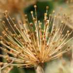 How to dry Allium flowers?