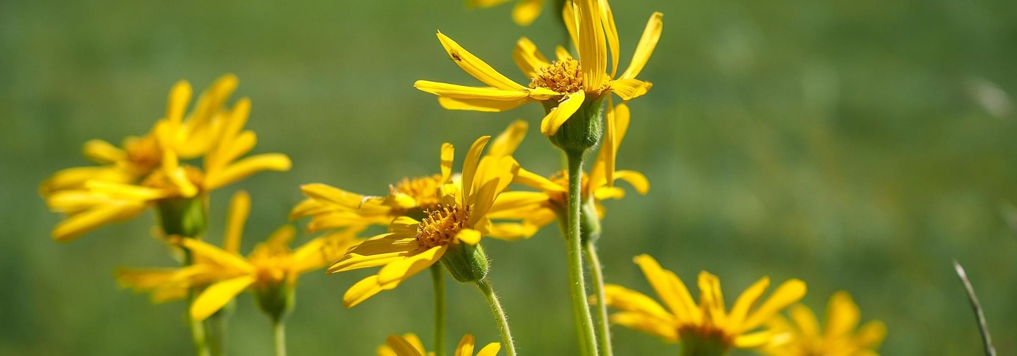 Arnica: sowing, growing, benefits