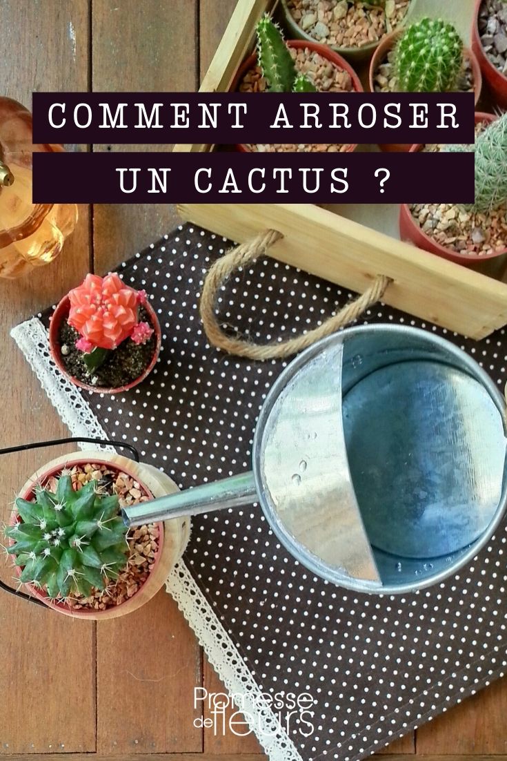 Cactus: How to Water Properly?