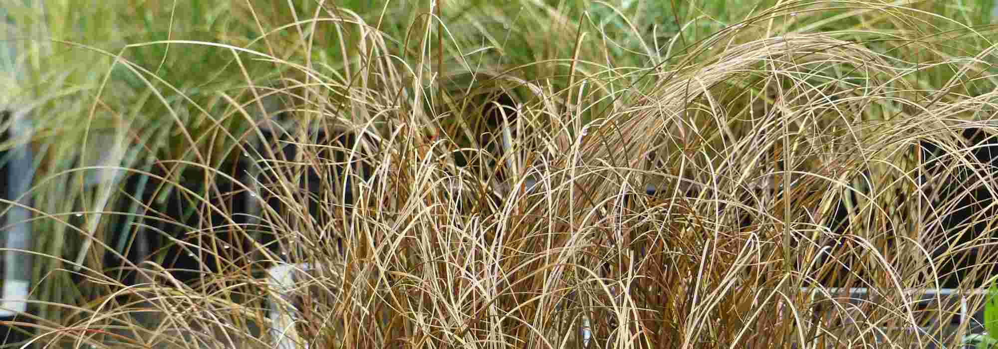 Carex: buyer's guide