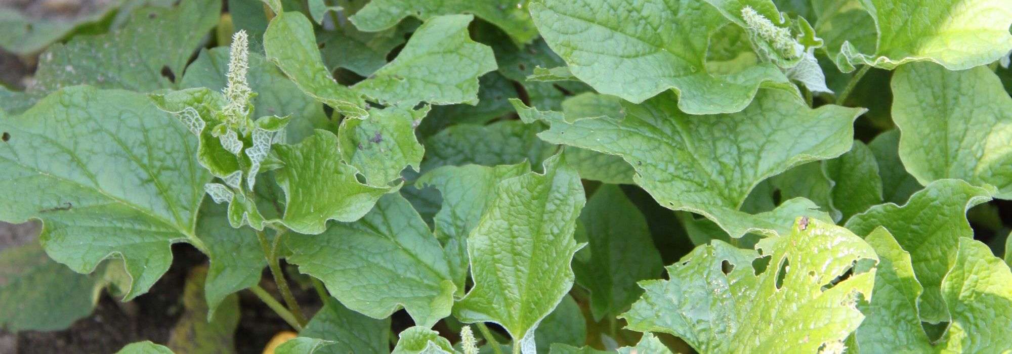 Chenopodium: planting, sowing, harvest