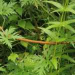 How to stake a perennial plant?