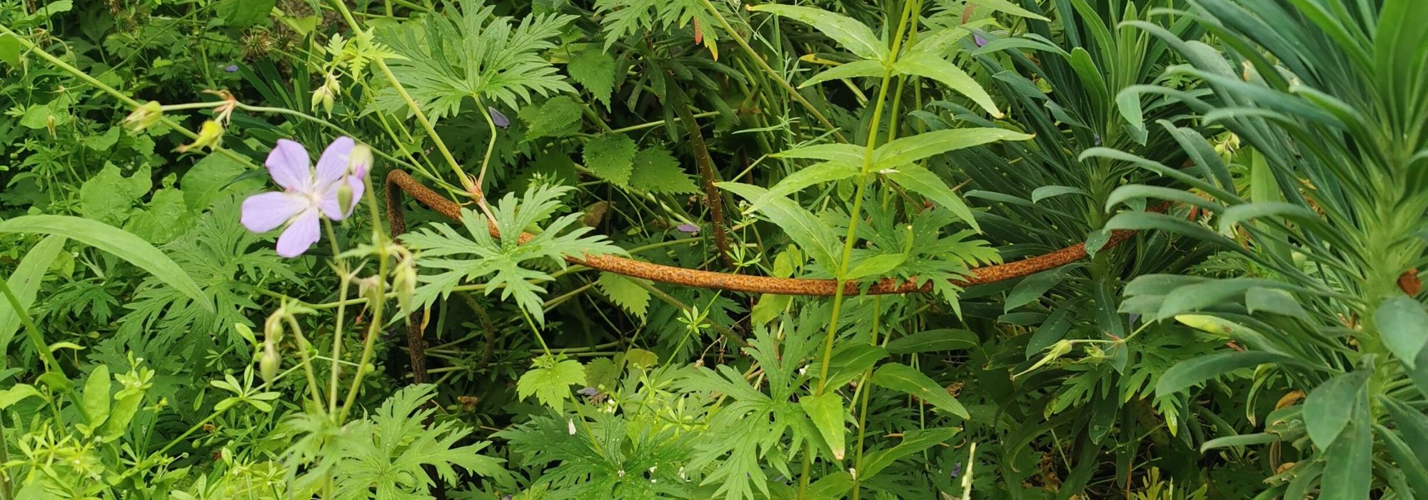 How to stake a perennial plant?